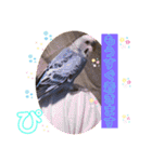 ぴーちゃんぴぴぴスタンプ（個別スタンプ：4）