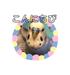 ぴーちゃんぴぴぴスタンプ（個別スタンプ：8）