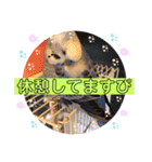 ぴーちゃんぴぴぴスタンプ（個別スタンプ：12）