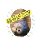 ぴーちゃんぴぴぴスタンプ（個別スタンプ：13）