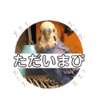 ぴーちゃんぴぴぴスタンプ（個別スタンプ：15）