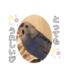 ぴーちゃんぴぴぴスタンプ（個別スタンプ：16）