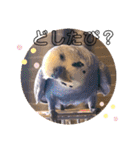 ぴーちゃんぴぴぴスタンプ（個別スタンプ：18）