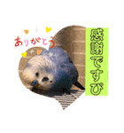 ぴーちゃんぴぴぴスタンプ（個別スタンプ：21）