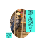 ぴーちゃんぴぴぴスタンプ（個別スタンプ：27）