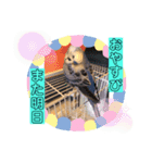 ぴーちゃんぴぴぴスタンプ（個別スタンプ：33）