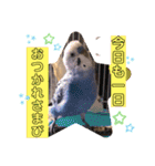 ぴーちゃんぴぴぴスタンプ（個別スタンプ：37）