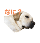 ヴィヴィラヴスタンプ①（個別スタンプ：1）