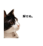 八丸スタンプ（個別スタンプ：3）