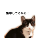 八丸スタンプ（個別スタンプ：8）