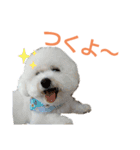 わたあめモック3（個別スタンプ：1）