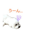 わたあめモック3（個別スタンプ：3）