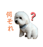 わたあめモック3（個別スタンプ：8）
