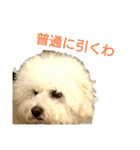 わたあめモック3（個別スタンプ：10）