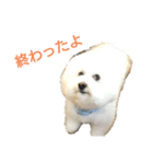 わたあめモック3（個別スタンプ：12）