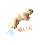 わたあめモック3（個別スタンプ：24）