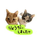 茶トラくんと三毛猫ちゃん♡保護猫兄妹（個別スタンプ：3）