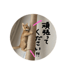 茶トラくんと三毛猫ちゃん♡保護猫兄妹（個別スタンプ：5）