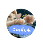 茶トラくんと三毛猫ちゃん♡保護猫兄妹（個別スタンプ：7）