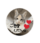 茶トラくんと三毛猫ちゃん♡保護猫兄妹（個別スタンプ：13）