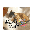 茶トラくんと三毛猫ちゃん♡保護猫兄妹（個別スタンプ：15）