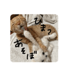 茶トラくんと三毛猫ちゃん♡保護猫兄妹（個別スタンプ：27）