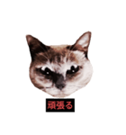燃える闘魂（個別スタンプ：11）