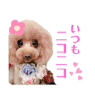 コハクと過ごすスタンプ（個別スタンプ：1）