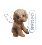 コハクと過ごすスタンプ（個別スタンプ：4）