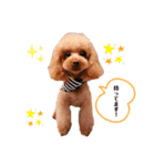 コハクと過ごすスタンプ（個別スタンプ：13）