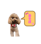 コハクと過ごすスタンプ（個別スタンプ：20）