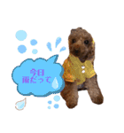 コハクと過ごすスタンプ（個別スタンプ：21）