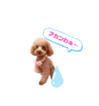 コハクと過ごすスタンプ（個別スタンプ：24）