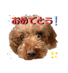 コハクと過ごすスタンプ（個別スタンプ：25）