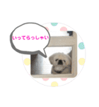 お散歩だりそくん（個別スタンプ：39）