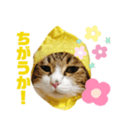 ごえもん日和 9（個別スタンプ：1）