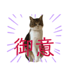 ごえもん日和 9（個別スタンプ：7）