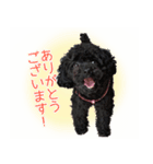 トイプードル・メイの日常（個別スタンプ：1）