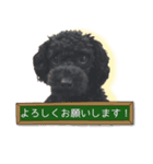 トイプードル・メイの日常（個別スタンプ：5）