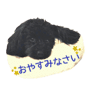 トイプードル・メイの日常（個別スタンプ：6）