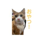 にゃんこ つぶやきまくり（個別スタンプ：2）