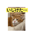 にゃんこ つぶやきまくり（個別スタンプ：3）