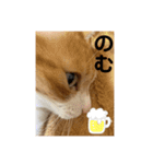 にゃんこ つぶやきまくり（個別スタンプ：4）