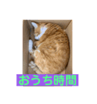 にゃんこ つぶやきまくり（個別スタンプ：5）