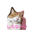 にゃんこ つぶやきまくり（個別スタンプ：7）