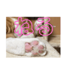 にゃんこ つぶやきまくり（個別スタンプ：10）