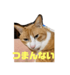 にゃんこ つぶやきまくり（個別スタンプ：11）
