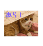 にゃんこ つぶやきまくり（個別スタンプ：12）