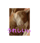にゃんこ つぶやきまくり（個別スタンプ：13）