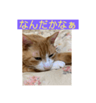 にゃんこ つぶやきまくり（個別スタンプ：15）